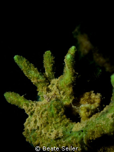 "Handy"  sponge in freshwater by Beate Seiler 